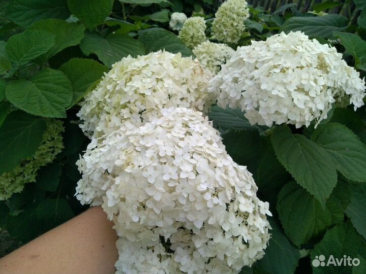 Гортензия