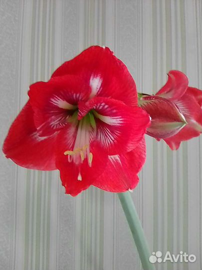 Гиппиаструм