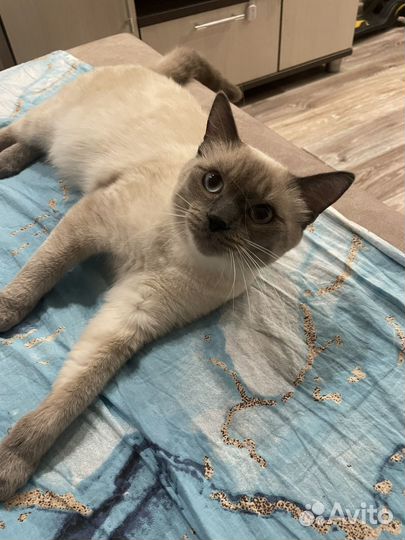 Отдам кота в добрые руки