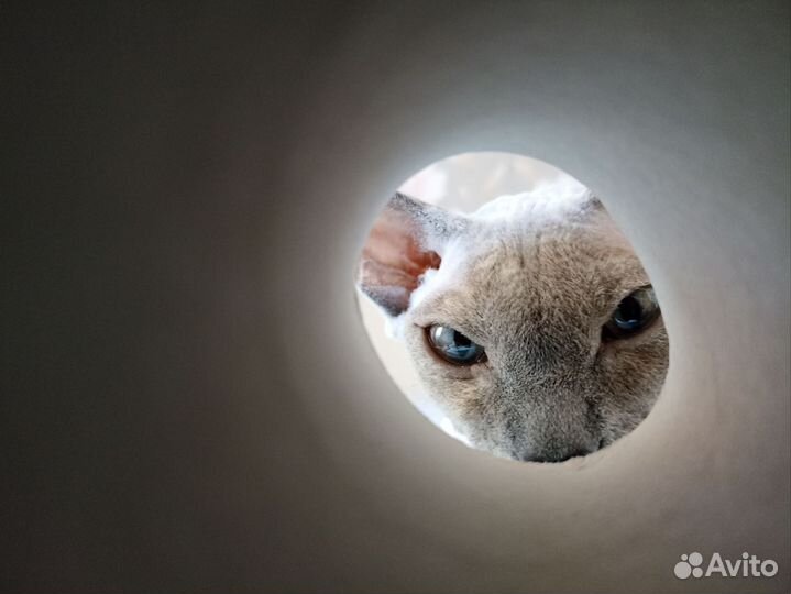 Донской сфинкс