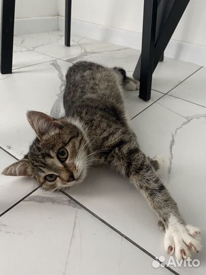 Котенок девочка 3 месяца