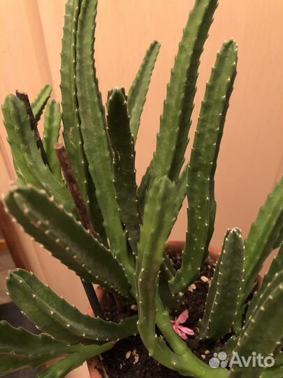 Цветущий кактус