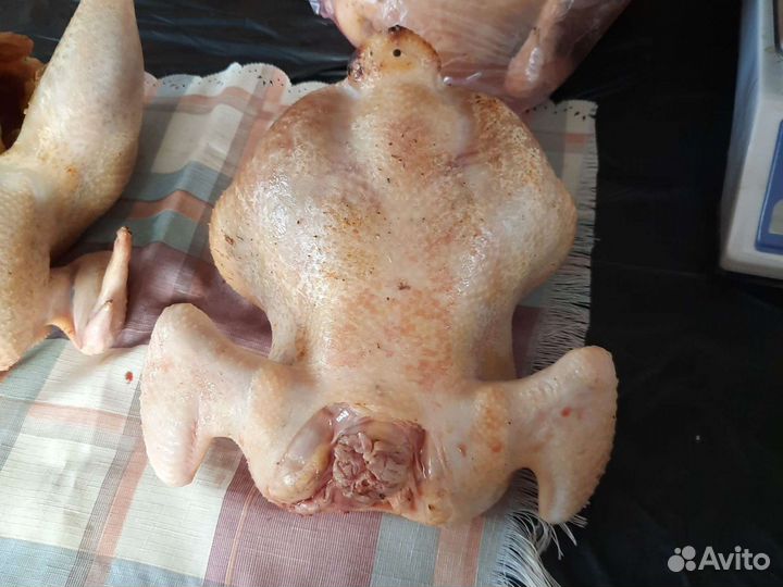 Курица деревенская Брама Индейка Фазан