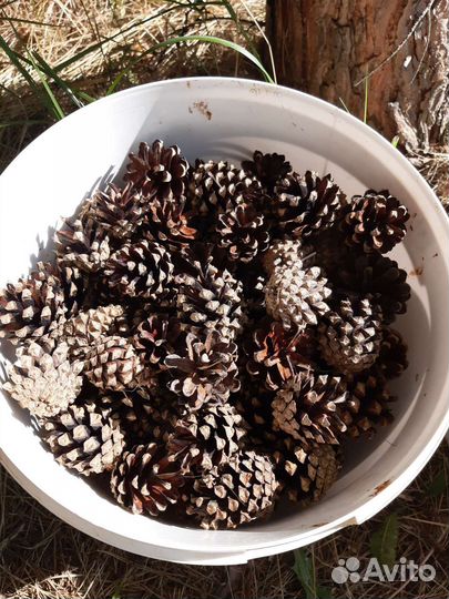 Шишки сосновые