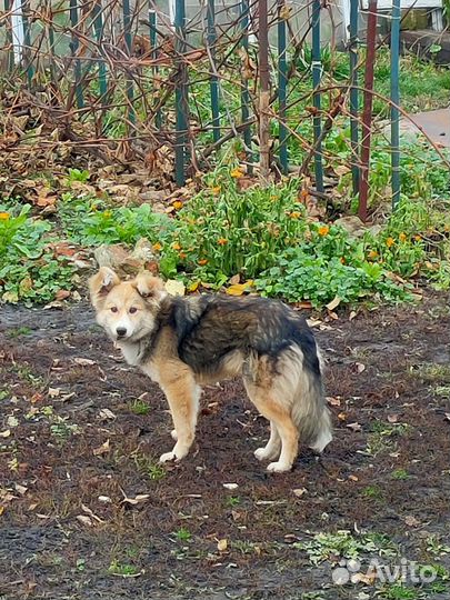 Собаки бесплатно в добрые руки щенки