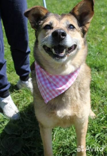 Сладкая собачка Груша небольшая в дом