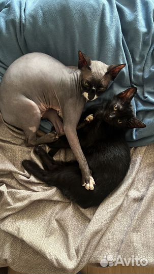 Черная кошка