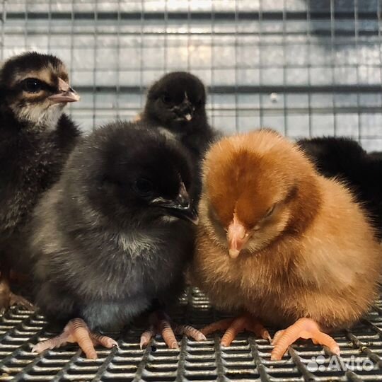 Цыплята суточные и подрощенные