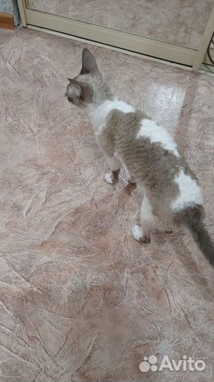 Котята корниш-рекс