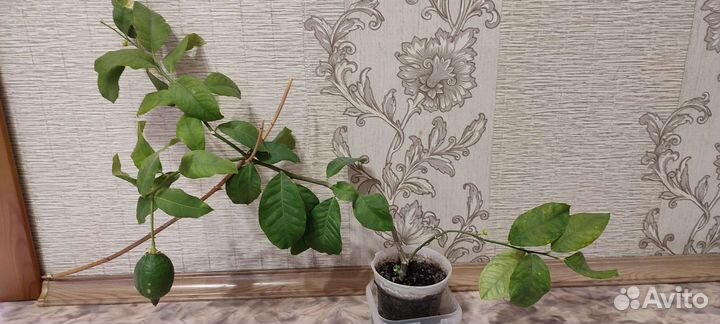 Лимон плодоносящий