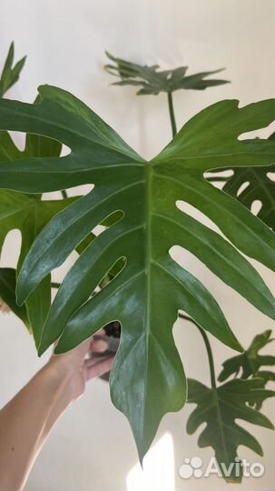 Филодендрон Т31 вар