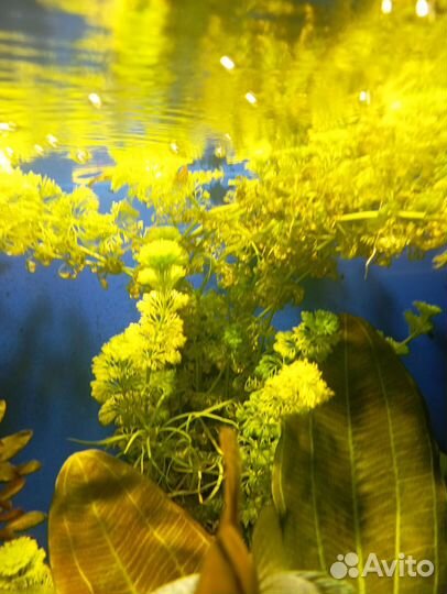 Аквариумные растения