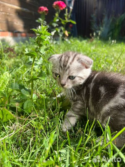 Шотландские вислоухие котята мраморные
