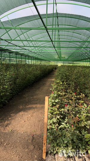 Саженцы пионовидных роз и одноголовых