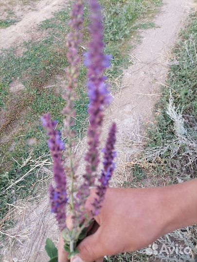 Сушеные травы, для вашего здоровья