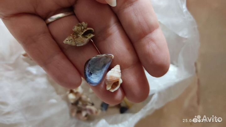 Ракушки для творчества