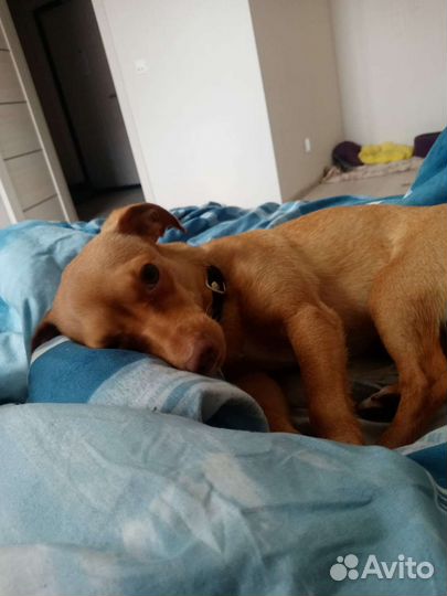 Передержка домашних животных