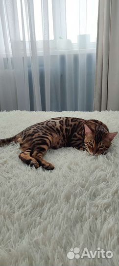 Бенгальский кот вязка
