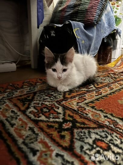 Котенок