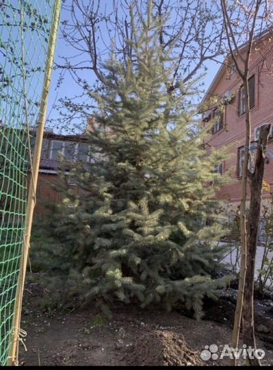 Ель голубая