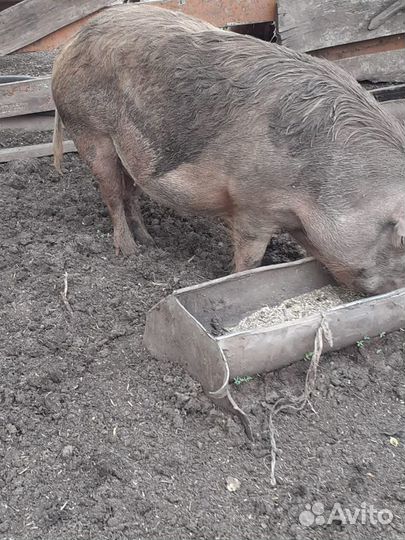 Поросята, хряк производитель, свиноматки