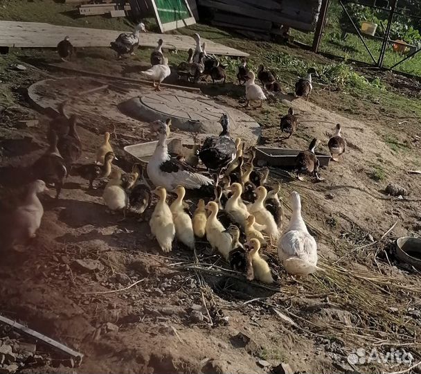 Мускусные утки