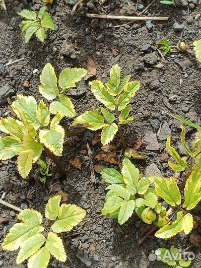 Сныть пестролистная вариегатная