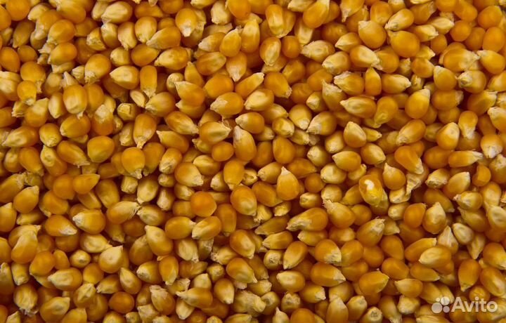 Пшеница озимая, Соя на корм