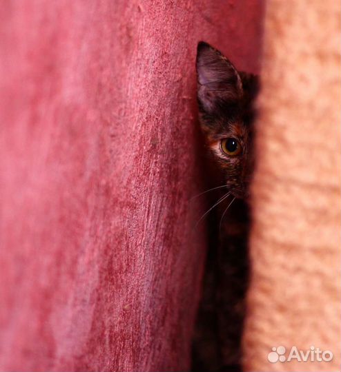 Кошка черепашковая в добрые руки, котенок