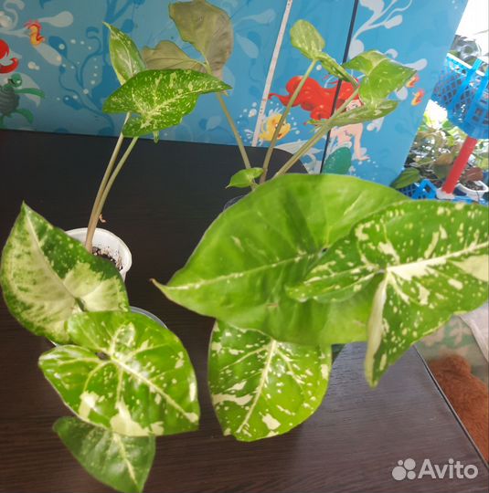 Сингониумы