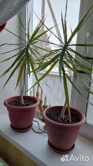 Пальма драцена