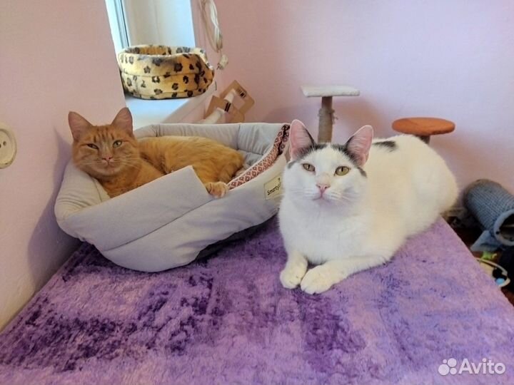 Рыжая кошка (из приюта)