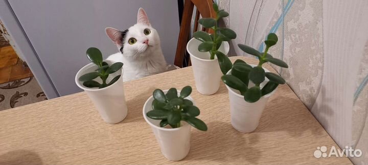 Денежное дерево толстянка (укоренившиеся ростки)