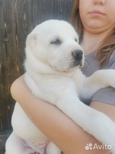 Щенки сао алабай