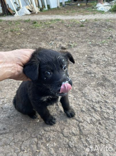 Собаки щенки бесплатно