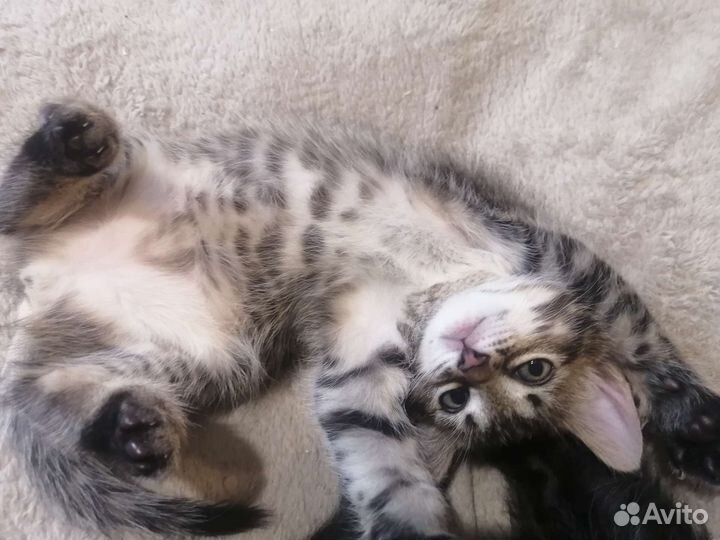 Котёнок девочка в дар