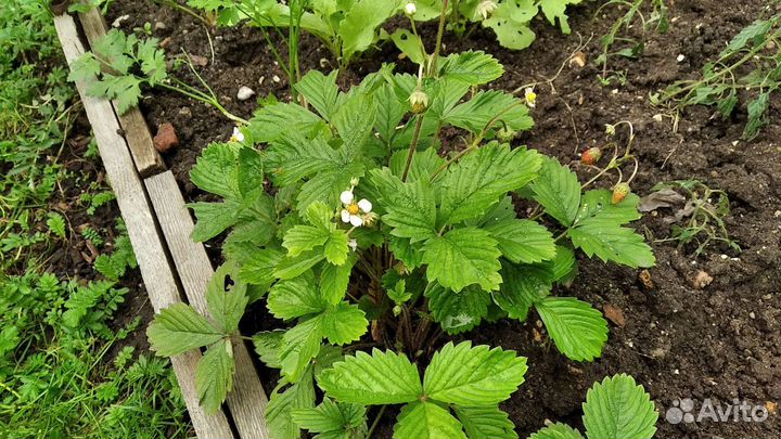Саженцы земляники