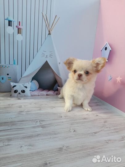 Мальчик чихуахуа