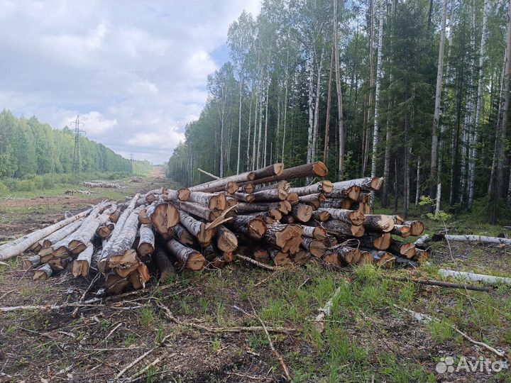 Продам лес хвойных и лиственных пород