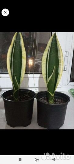 Замиокулькас