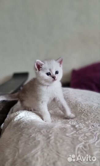 Красавчики