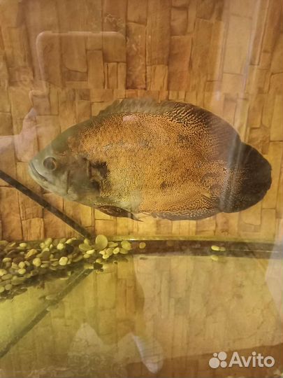 Остронотус- аквариумная рыба