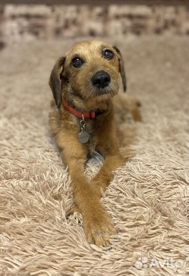 Собака в добрые руки