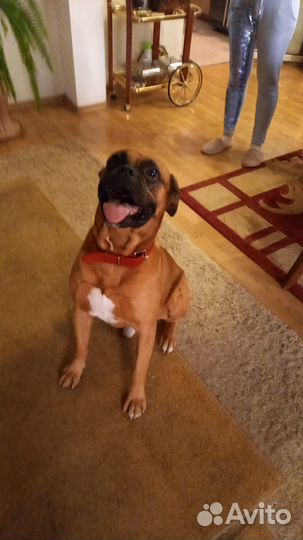 Боксер в добрые руки бесплатно