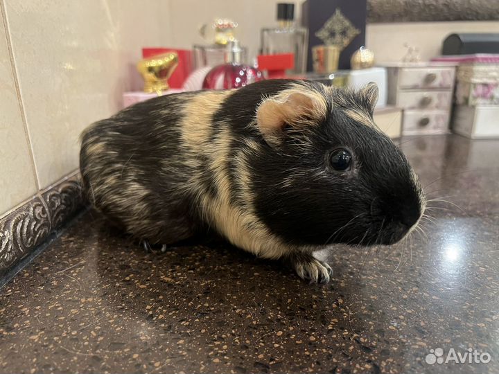 Морская свинка в аренду бесплатно