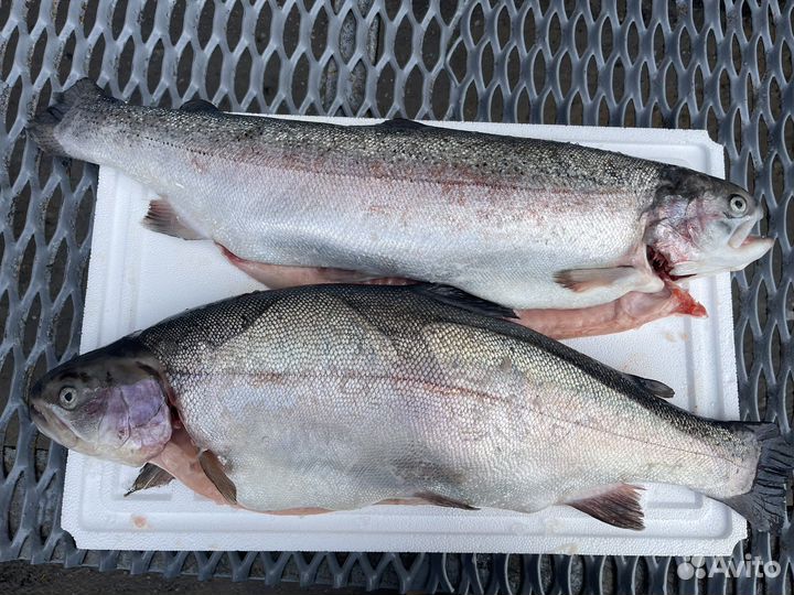 Форель Карелия Оптом