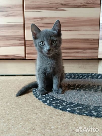 Котята