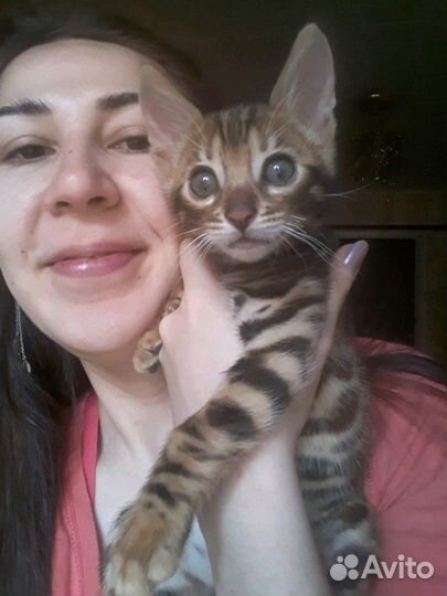 Передержка кошек. Котоняня на дом