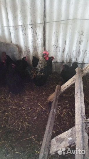 Куры несушки продам