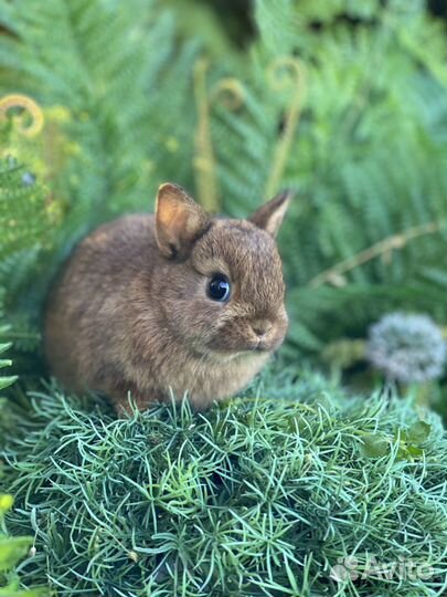 Самые миниатюрные кролики